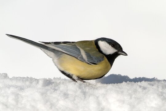 Great Tit (Parus major), Schwaz, Tyrol, Austria, Europe