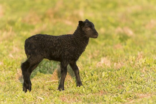 Heidschnucke, moorland sheep (Ovis ammon f.aries), lamb in meadow