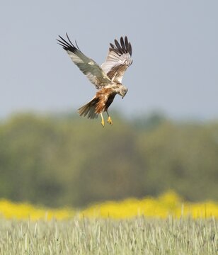 Western marsh-harrier (Circus aeruginosus), male flying over a cereal field in search of food, Thuringia, Germany