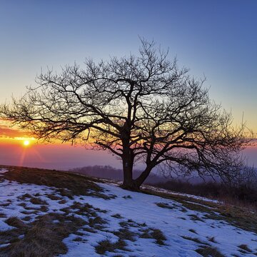 Single bare oak, sunrise on the K&ouml;terberg, snow remains, L&uuml;gde, Weserbergland, North Rhine-Westphalia, Germany