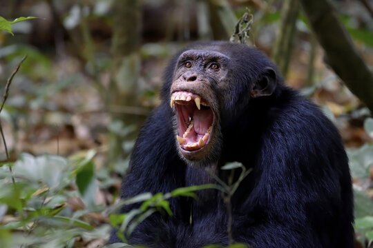 West African chimpanzee (Pan troglodytes verus) braids its teeth, at Bossou, Nz&eacute;r&eacute;kor&eacute; Region, Guinea