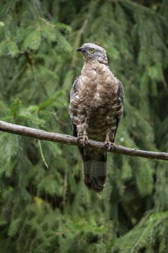 European honey buzzard (Pernis apivorus), captive, Bavaria, Germany