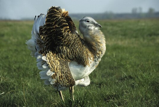 Great Bustard, Otis tarda