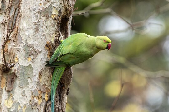 Rose-ringed parakeet (Psittacula krameri) on a tree, wildlife, Germany