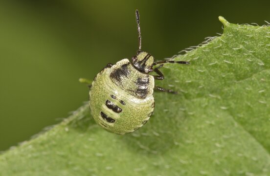 Common Green Shieldbug (Palomena prasina), larva, Untergr&ouml;ningen, Abtsgmuend, Baden-W&uuml;rttemberg, Germany
