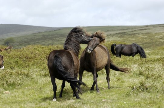 Dartmoor Ponies fighting Dartmoor National Park Devon England