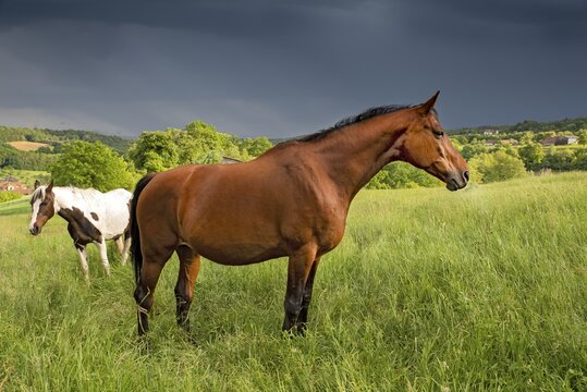 Two horses in a pasture, behind an approaching thunderstorm, Burgenland, Austria