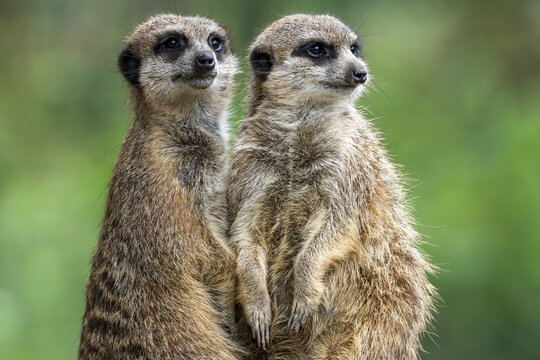 Two meerkats (Suricata suricatta) standing, animal portrait, Germany