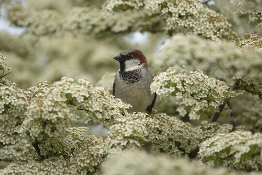 House sparrow (Passer domesticus) adult male bird sat in a garden flowering Pyracantha bush in summer, England, United Kingdom