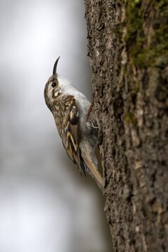 Eurasian Treecreeper (Certhia familiaris), sitting on a tree trunk, Brixlegg, Tyrol, Austria