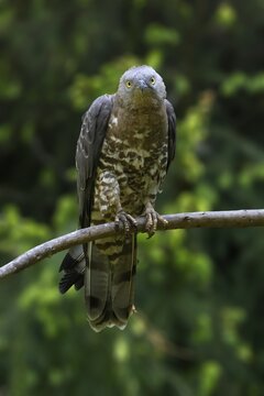 European honey buzzard (Pernis apivorus) on a branch, Germany