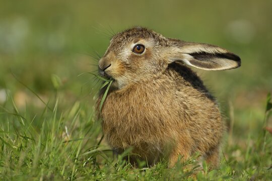 European brown hare (Lepus europaeus) juvenile leveret feeding in grassland, Suffolk, England, United Kingdom