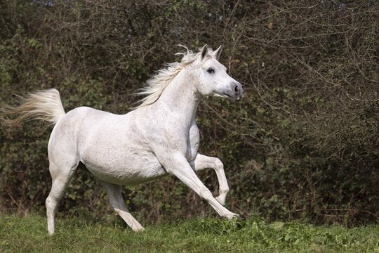 Arab full-blood horse, galloping, suspension phase, North Rhine-Westphalia, Germany