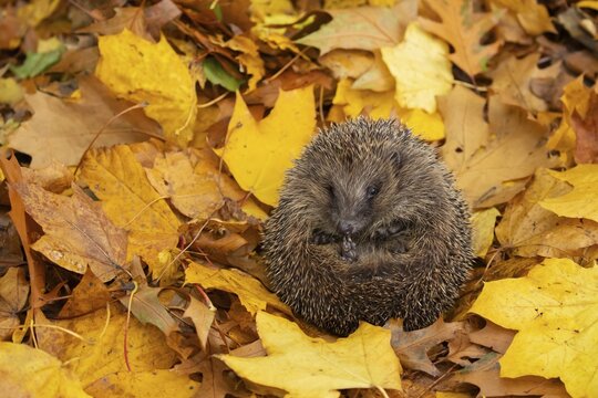 European hedgehog (Erinaceus europaeus) adult animal on fallen autumn leaves in a garden, Suffolk, England, United Kingdom