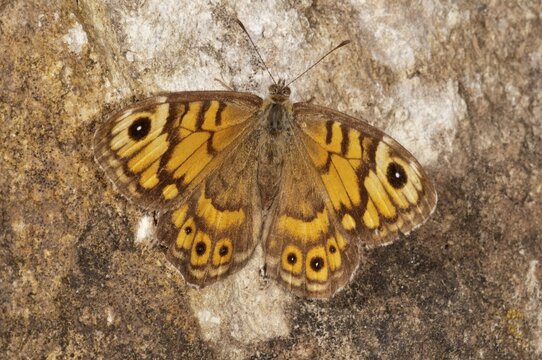 Wall Brown (Lasiommata megera), Baden-W&uuml;rttemberg, Germany