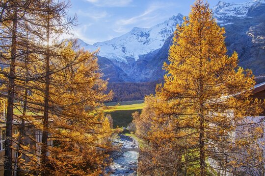 Autumn landscape with larches, Dom 4545m and T&auml;schhorn 4491m of the Mischabel group, Saas-Fee, Saas Valley, Valais, Switzerland