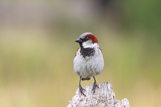 House sparrow (Passer domesticus), male sitting on a garden fence