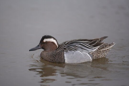 Garganey (Anas querquedula) adult male duck on a lake, England, United Kingdom