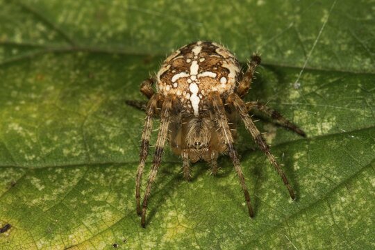 European garden spider (Araneus diadematus) female on a leaf, Baden-W&uuml;rttemberg, Germany