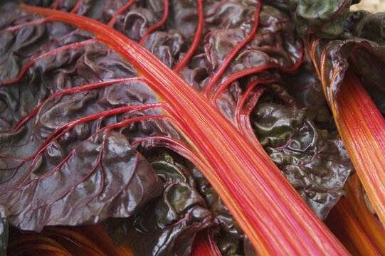 Leaf beet Beta vulgaris
