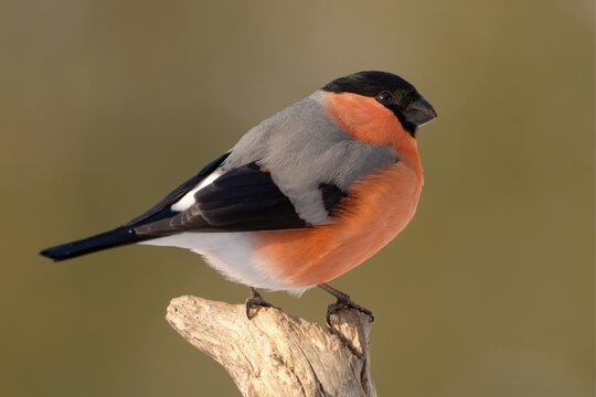 Eurasian Bullfinch (Pyrrhula pyrrhula), Schwaz, Tyrol, Austria, Europe
