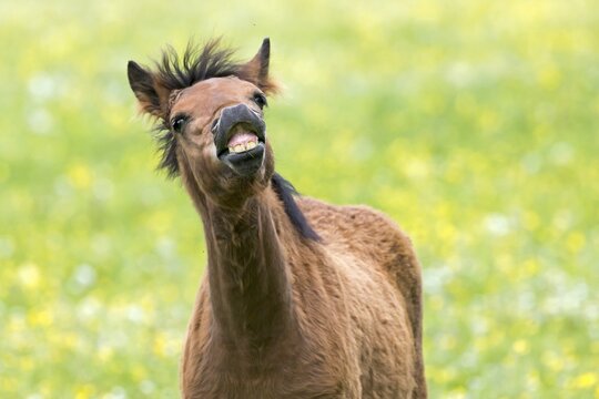 Haflinger foal, Baden-W&uuml;rttemberg, Germany