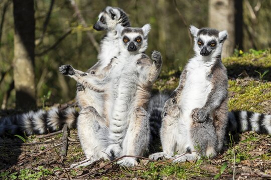 Ring-tailed lemur (Lemur catta), sunbathing, France