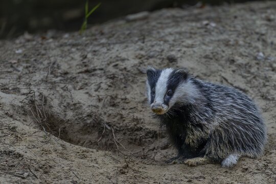 Just 3 months old, the badger (Meles meles) is practising digging in the fine sand, animal children, cute, cute, cute, nocturnal, Germany