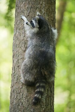 North American Raccoon (Procyon lotor) climbing a tree, captive, Lower Saxony, Germany