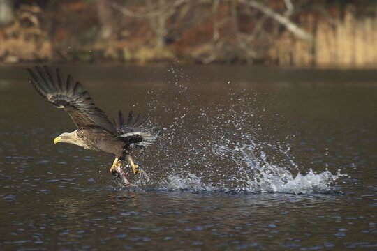 White-tailed Eagle or Sea Eagle (Haliaeetus albicilla), taking off with prey