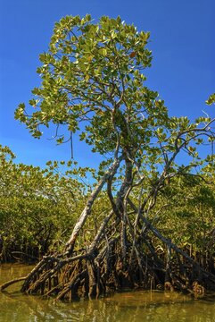 Mangroves on the island Ile Sainte-Marie although Nosy Boraha, Madagascar, Indian Ocean