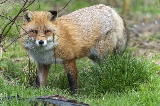 Red fox (Vulpes vulpes) standing in a meadow, France