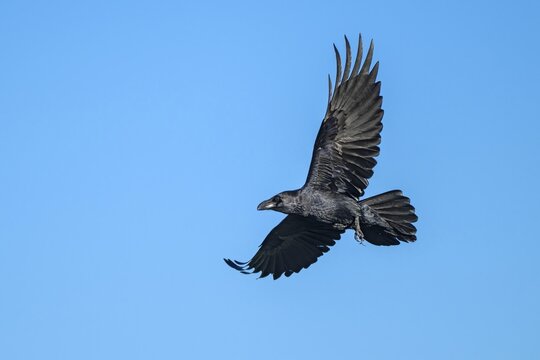 Raven (Corvus corax), in flight against a blue sky, M&uuml;nster, Tyrol, Austria