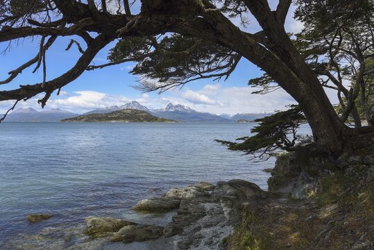 Tree at Beagle Channel at Fin del Mundo, end of the world, Ensenada Zaratiegui, National Park Tierra del Fuego, near Ushuaia, Tierra del Fuego, Argentina
