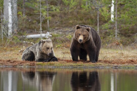 European brown bear (Ursus arctos) adult male and female by a lake in a boreal forest, Suomussalmi, Karelia, Finland