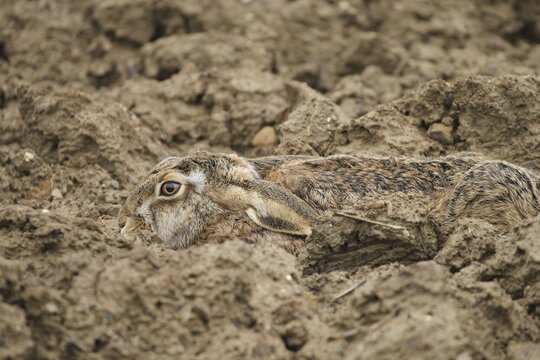 European hare (Lepus europaeus) perfectly camouflaged in its nest in a field furrow, Lower Austria, Austria
