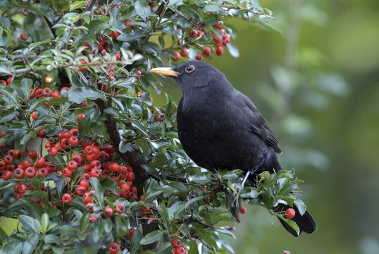 Blackbird (Turdus merula), Schwaz, Tyrol, Austria, Europe