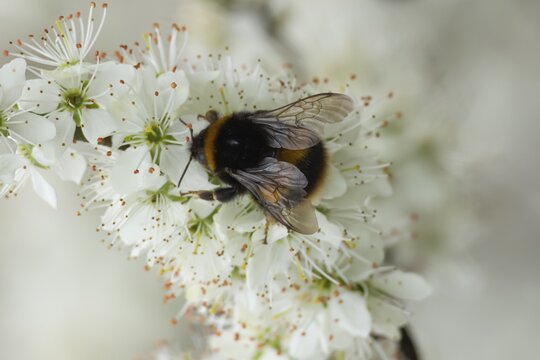 Buff tailed bumble bee (Bombus terrestris) adult feeding on Blackthorn blossom, England, United Kingdom