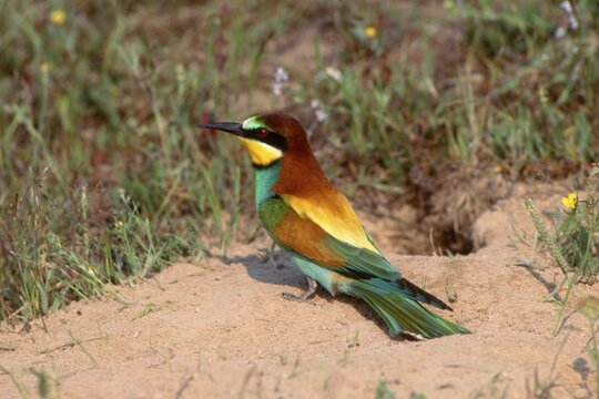 European Bee-eater (Merops apiaster), Sardinia, Italy, Europe
