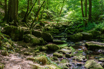 Fototapeta premium A small, clear stream flows through a dense, lush green forest filled with large, moss-covered boulders and sunlit trees.