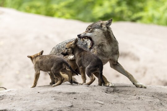 An adult wolf shows aggressive behaviour towards two pups in a sandy environment, European gray wolf (Canis lupus) pups, Germany