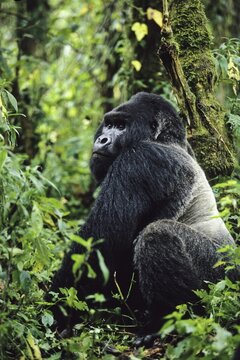 Mountaingorilla (Gorilla beringei), silverback, male, Virunga National Park, Zaire, Africa