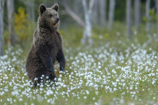 Brown bear (Ursus arctos ) standing upright in a bog with fruiting cotton grass, attentive, securing, Suomussalmi, Karelia, Finland