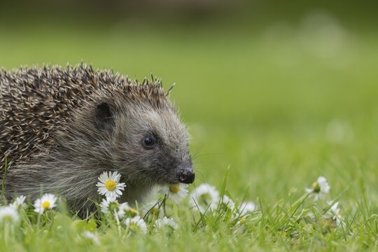 European hedgehog (Erinaceus europaeus) adult animal on a garden grass lawn with daisy flowers in summer, England, United Kingdom