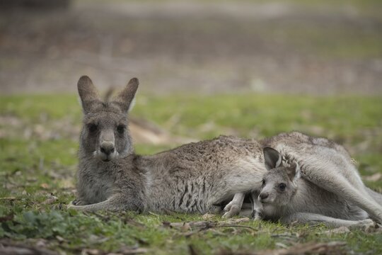 Eastern grey kangaroo (Macropus giganteus) adult and baby joey in it's mothers pouch, Anglesea, Victoria, Australia