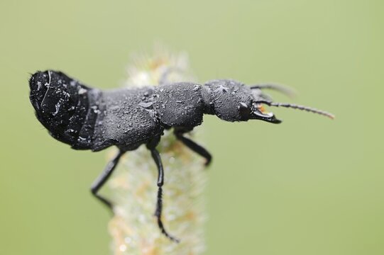 Devil's coach-horse beetle (Ocypus olens) in defence posture, North Rhine-Westphalia, Germany