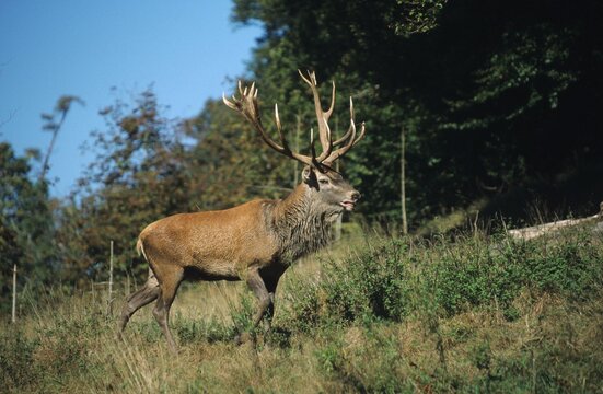 Red Deer (Cervus elaphus) during rutting season