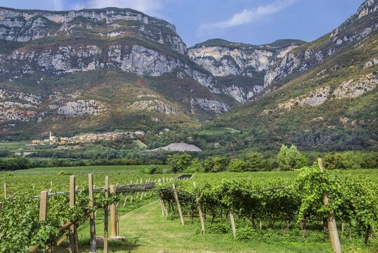 Vineyard in the Adige Valley with pilgrimage church Madonna della Corona high in the rock, Brentino-Belluno, Veneto, Northern Italy, Italy