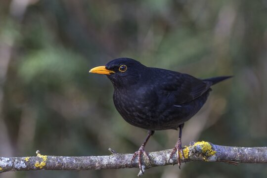 A male blackbird (Turdus merula) with a yellow beak stands on a branch in front of a natural background, Baden-W&uuml;rttemberg, Germany