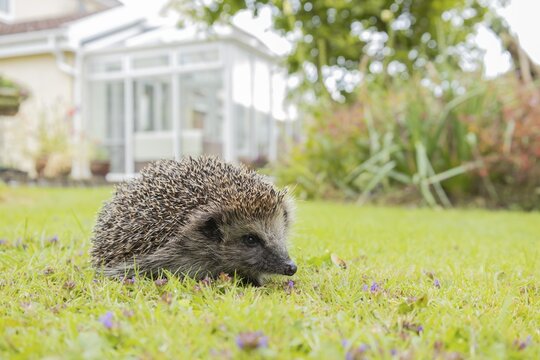 European hedgehog (Erinaceus europaeus) adult animal on an urban garden grass lawn with a conservatory in the background in the summer, Suffolk, England, United Kingdom
